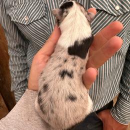 Daffodil - Blue merle and white female American Corgi puppy in Bayard, Nebraska from Puppies by Alies