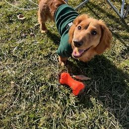 Dachshund All Grown Up from Rissas CrAz Critters