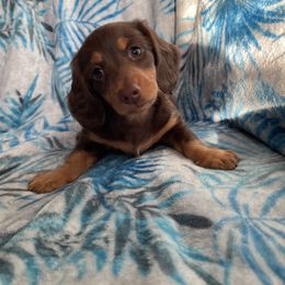 Dachshund Puppies from Jess’s Dachshunds