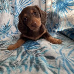 Dachshund Puppies from Jess’s Dachshunds