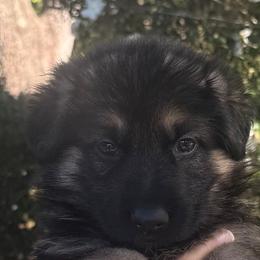 Candy - Black and tan female German Shepherd puppy in Central Florida, Florida from Vom Furstenhund