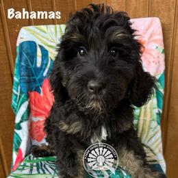 Bahamas - Tri-color female Bernedoodle puppy in Godwin, North Carolina from Farm Sweet Farm Doodles