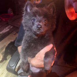 Smokey - Blue sable male Pomeranian puppy in Tekonsha, Michigan from Gosselin Acres