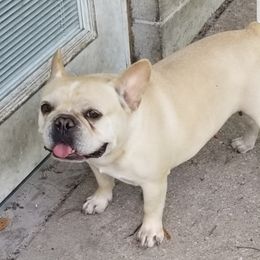 Stella - French Bulldog