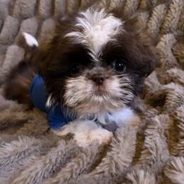 Bentley - Liver and white male Shih Tzu puppy in Big Sandy, Texas from Heart and Soul Shih Tzu