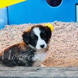 Tornado (Tori) - Brindle and white female Cardigan Welsh Corgi puppy in Denver, Colorado from Monarch Corgis