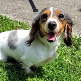 Windy - Dachshund