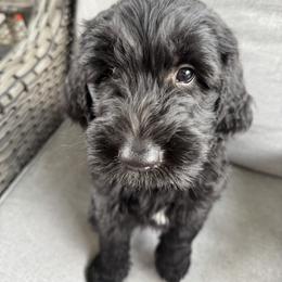 Levi - Phantom male Goldendoodle puppy in Hoschton, Georgia from H&H Goldendoodles of Braselton