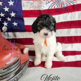 Mojito - Sable and white male Cockapoo puppy in Mancelona, Michigan from Lavender poodles & doodles