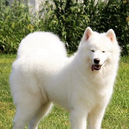 Samoyeds from Ej Samoyeds