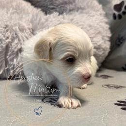 Tory Burch - Silver beige female Maltipoo puppy in Weatherford, Texas from Aprishew Maltipoo