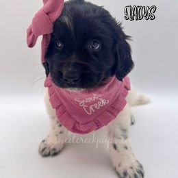 Gladys - White and black female Newfoundland puppy in Cambridge, Ohio from Sweet Creek Pups