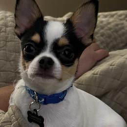 Chihuahua Puppies from Sophia Jade's Chi Brigade