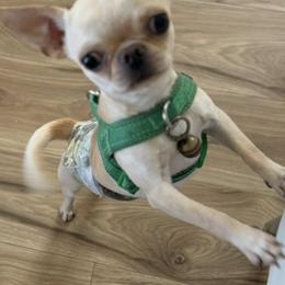 Chihuahua All Grown Up from Chihuahuas manzanita