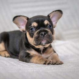 Clover - Tricolors female French Bulldog puppy in Violet Hill, Arkansas from Obduro Bullies and Frenchies