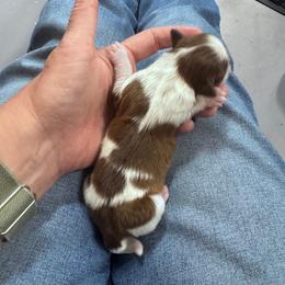 Sundae - Liver and white male Shih Tzu puppy in Toccoa, Georgia from Shorkie & Shih Tzu Haven