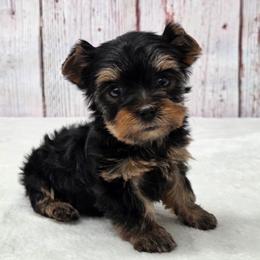 Lettie - Blue and gold female Yorkshire Terrier puppy in Monticello, Iowa from Ashley’s Puppies