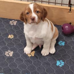 Boy with the half orange face - White and orange male Brittany puppy in Bedford, Virginia from Woodland Brittanys