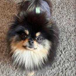 Lightning - Black and tan male Pomeranian puppy in Westminster, Colorado from VanityPom’s