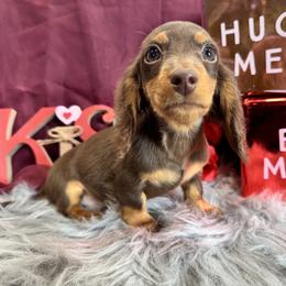 Bruno - Chocolate male Dachshund puppy in Cabool, Missouri from Dachshund's of Country Magic Farms in Missouri