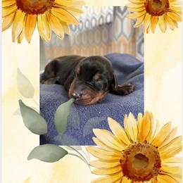 Boy 2 - Black and rust male Doberman Pinscher puppy in Neshkoro, Wisconsin from Sky’s Dobermans