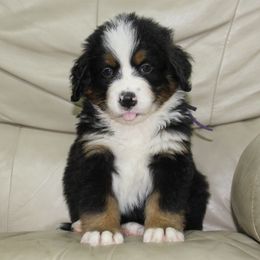 Bravo- purple - Black tan and white female Bernese Mountain Dog puppy in Manheim, Pennsylvania from Gold Point Pups