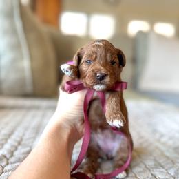 Fry - Red  female Goldendoodle puppy in New Harmony, Indiana from Cottonwood Farms