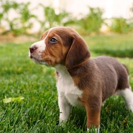 Beagle Puppies from Desert Sage Beagles