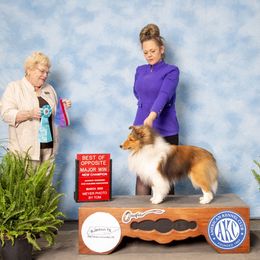 CH Symphany Bear Necessity (Cubby) - Sable and white Shetland Sheepdog puppy in Seminole, Oklahoma from Symphony Shelties