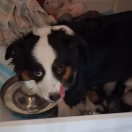 Aris - Miniature American Shepherd