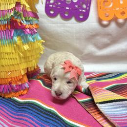 Cicely - White female Miniature Schnauzer puppy in Huntington, Utah from Schnauzers on Robinson Lane