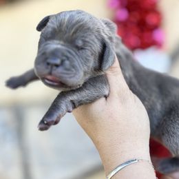 Darla-Hot pink - Brindle female Companion Cross puppy in Calimesa, California from BoujeePoodlesofsocal