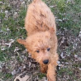 Jax - Apricot male Goldendoodle puppy in Centralia, Missouri from Oodles Of Doodles Mo.