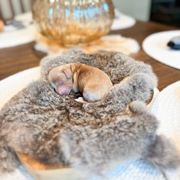 Dachshund Puppies from G&K Kennels