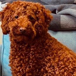 Teddy - Poodle