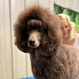 Poodles from Ability Poodles