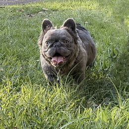 "Grace" French Bulldog All Grown Up from YZC Frenchies at 4C Ranch