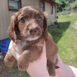 Willa - Red female Dachshund puppy in West Alexandria, Ohio from Low Ryder Mini Dachshunds