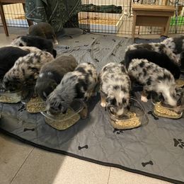 Australian Shepherd Puppies from BarberHof’s  Australian Shepherds
