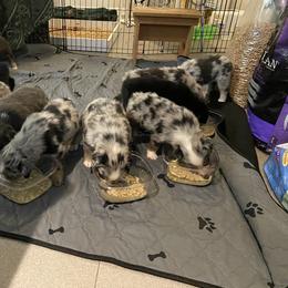 Australian Shepherd Puppies from BarberHof’s  Australian Shepherds