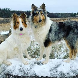 Collies from Skye Goode