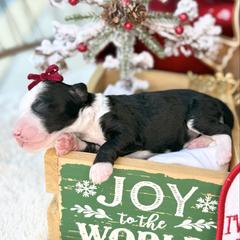 Hope - female Australian Mountain Doodle puppy in Miami, Florida from Jade’s Paws & Co. Of Miami LLC