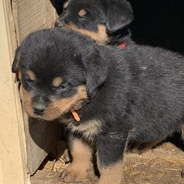 Orange girl - Black and mahogany female Rottweiler puppy in Cartersville, Virginia from Vom Heldenhaft Rottweilers