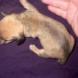 CKC Sable Cream boy 2 (buyer will name) - Cream male Dachshund puppy in Canyon Lake, Texas from M&Ms Dachshunds of Central Texas
