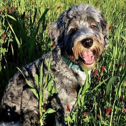 Assorted Doodle Crosses, Australian Labradoodles, Bernedoodles, and Sheepadoodles from Lookingglass Doodles