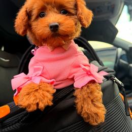COOKIE - Red female Maltipoo puppy in Sugar Land, Texas from Celebrity Maltipoos