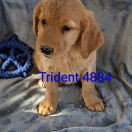 Trident - Dark golden male Golden Retriever puppy in Parker, Colorado from Legacy Ranch Golden Retrievers