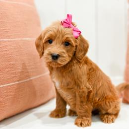 Sandy - Apricot female Goldendoodle puppy in Tucson, Arizona from Sun Valley Goldendoodles