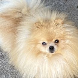 Sunny - Orange male Pomeranian puppy in Citrus Heights, California from Yev and Marina's Pomeranians (AKC)