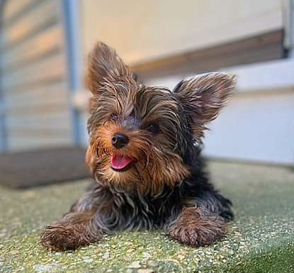 Georgina - $5,500 - Yorkshire Terrier puppy in Clifton, Virginia from Royal Cupids of York